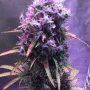 Cannabis seed variety Auto Blueberry Silver regular